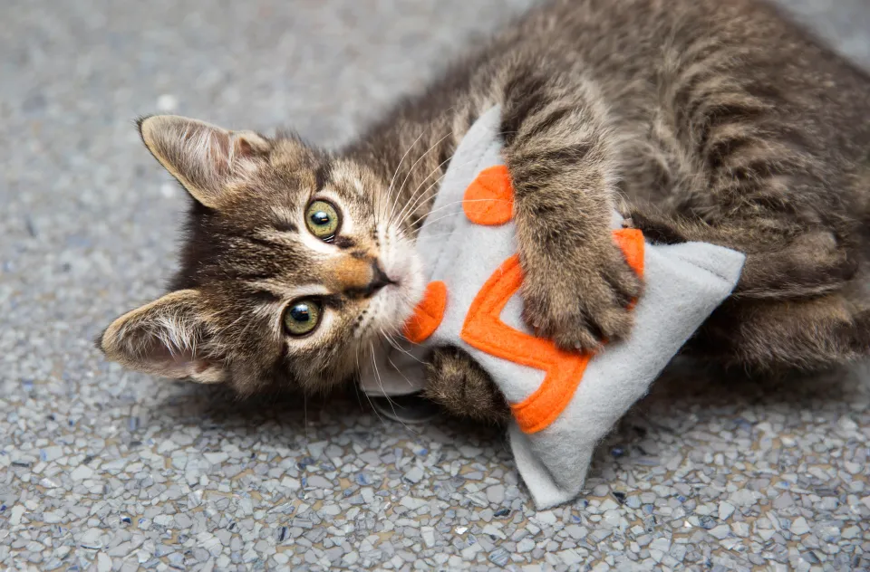 Kitten playing with a catnip toy